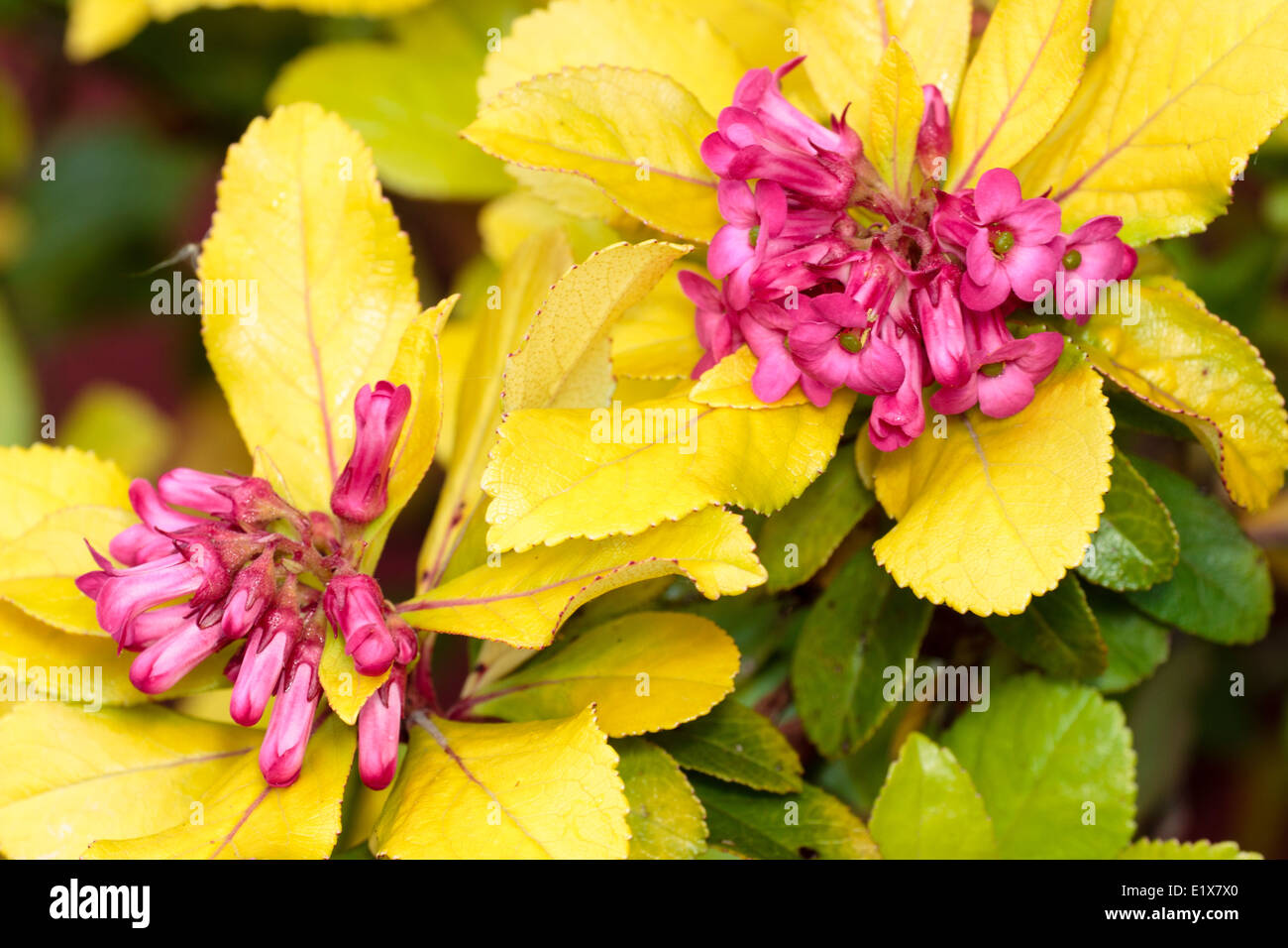 Pink And Gold Flowers Stock Photos Pink And Gold Flowers Stock