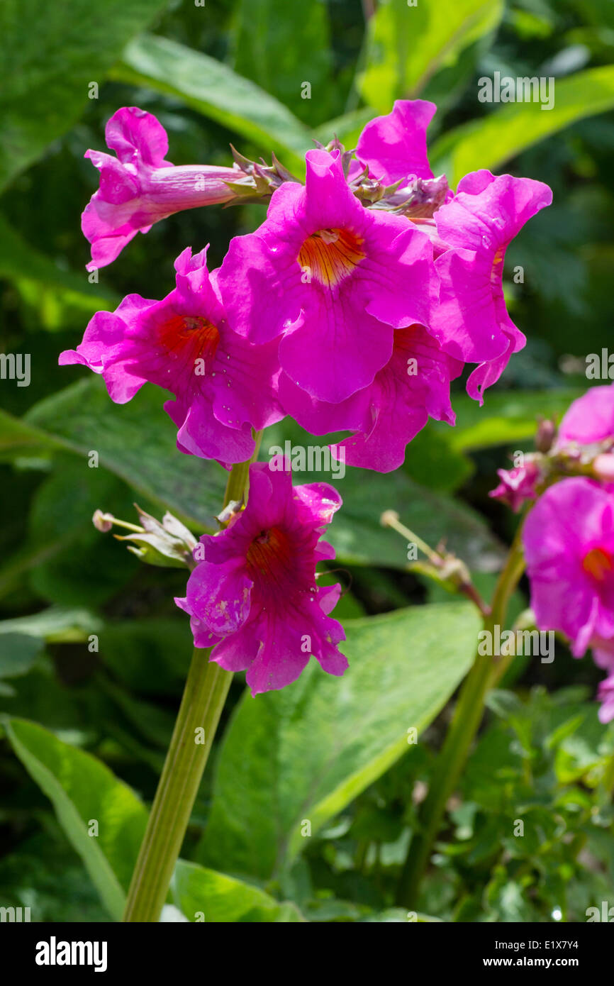 Trumpet shaped pink flowers of the hardy Gloxinia, Incarvillea delavayi Stock Photo