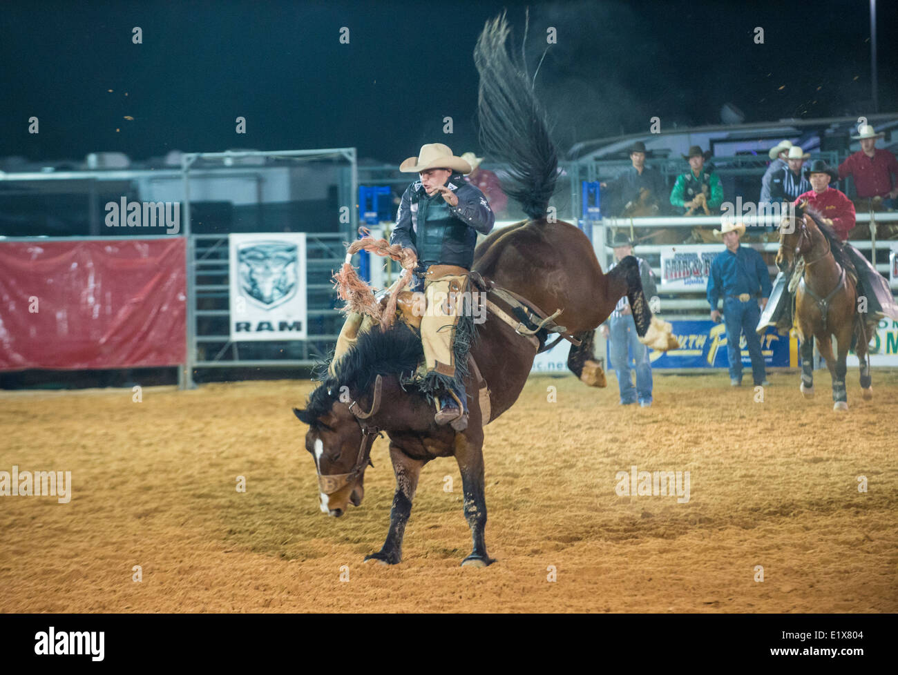 Cowboy Participating in a Bucking Horse Competition at the Clark County ...
