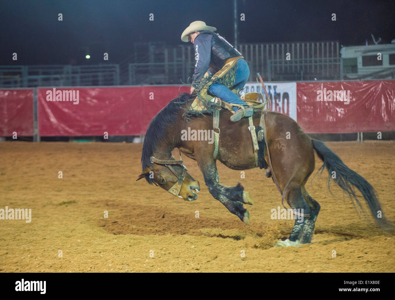 Cowboy Participating in a Bucking Horse Competition at the Clark County ...