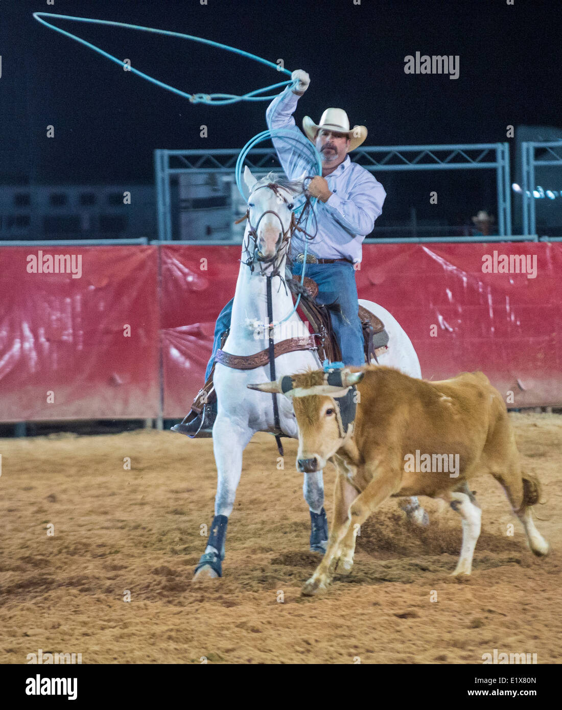 Cowboy Participating in a Calf roping Competition at the Clark County Fair and Rodeo  in Logandale Nevada Stock Photo