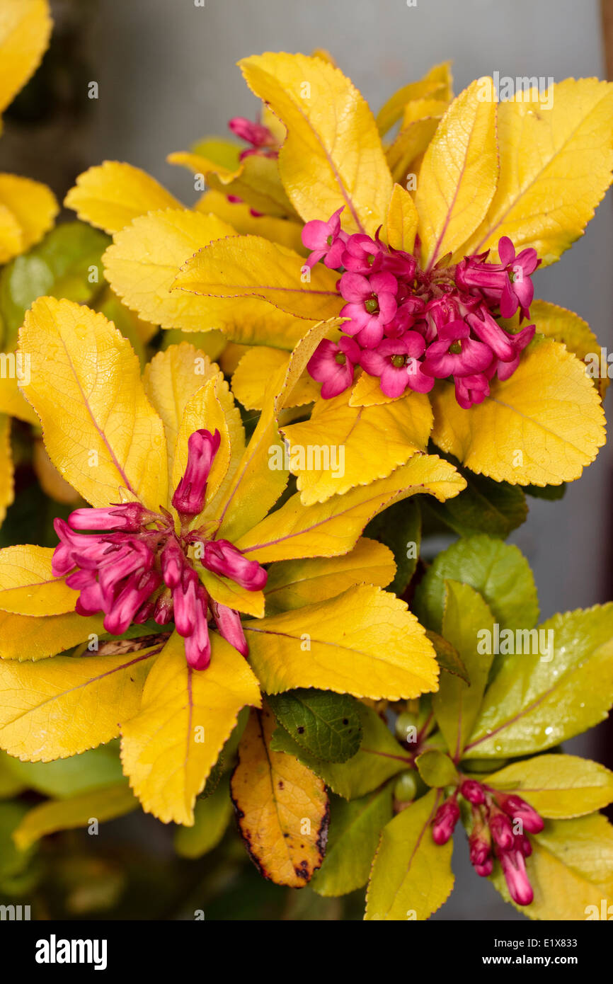 Bright golden new foliage and contrasting pink flowers of Escallonia laevis 'Gold Ellen' Stock Photo