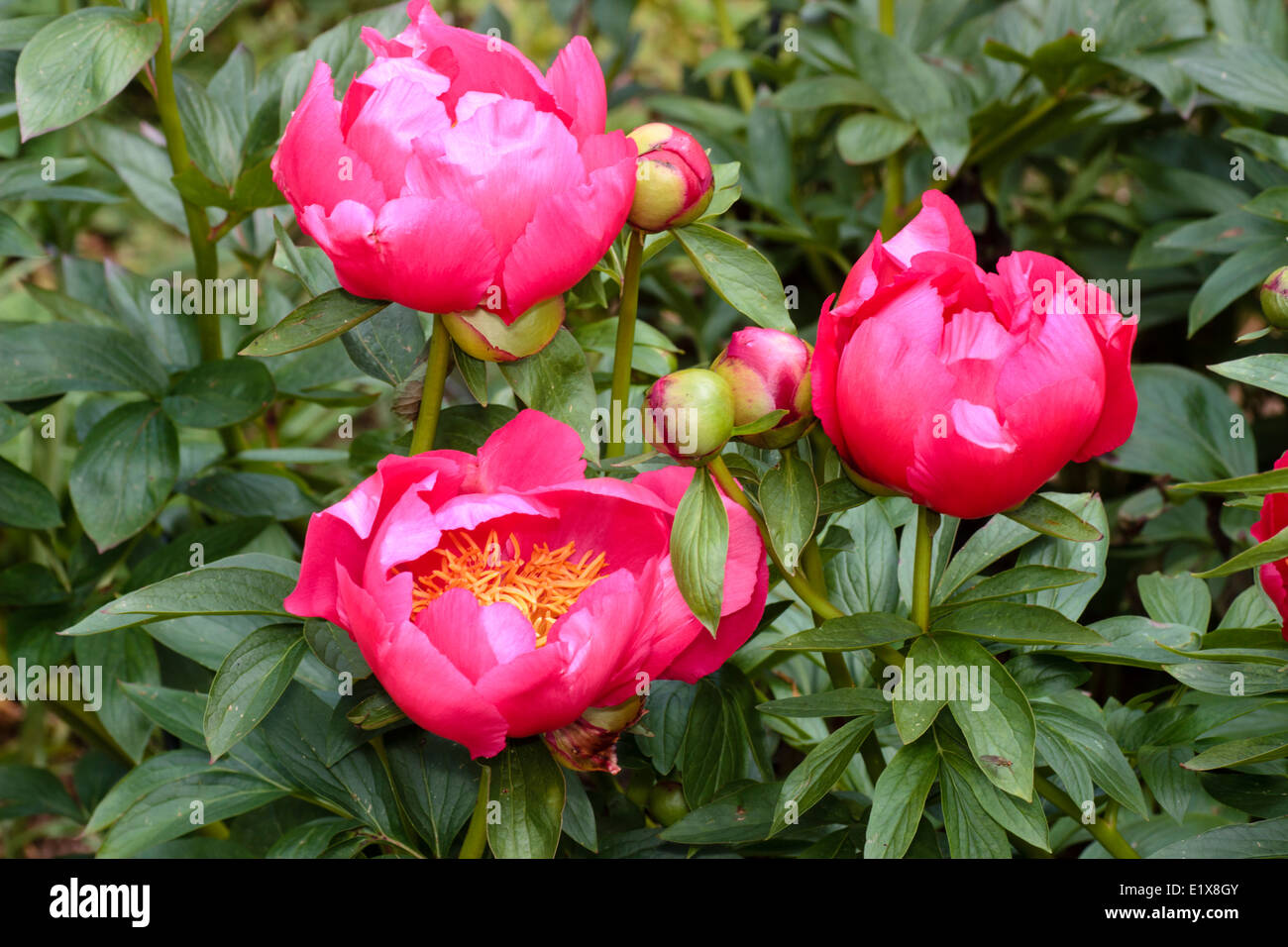 Flowers and buds of the herbaceous peony, Paeonia peregrina 'Flame' Stock Photo