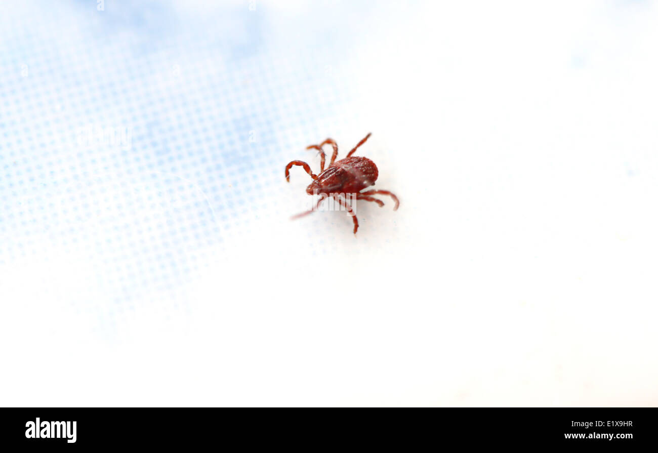close up the ticks on tiled floor. Stock Photo