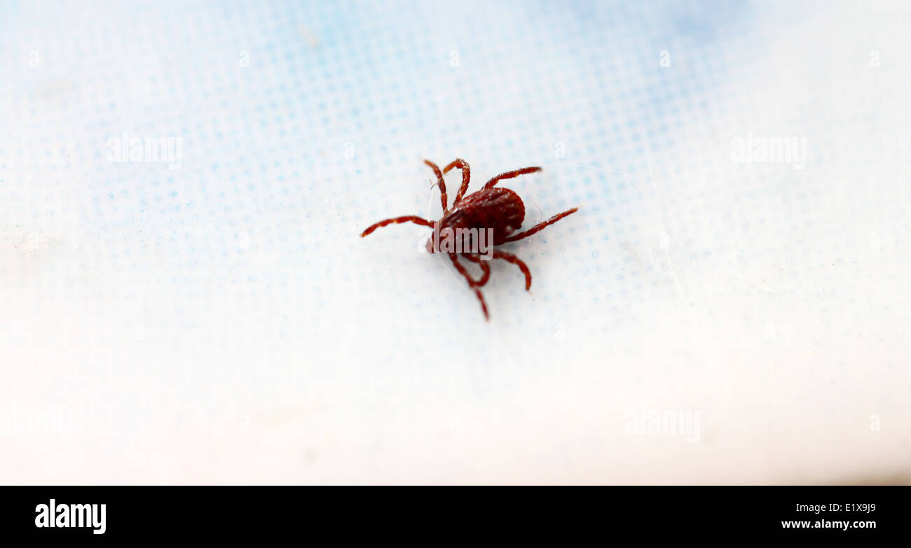 close up the ticks on tiled floor. Stock Photo