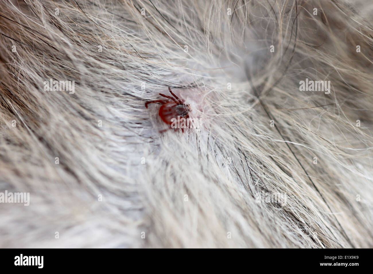 close up the dog ticks on fur of shih tzu pet. Stock Photo