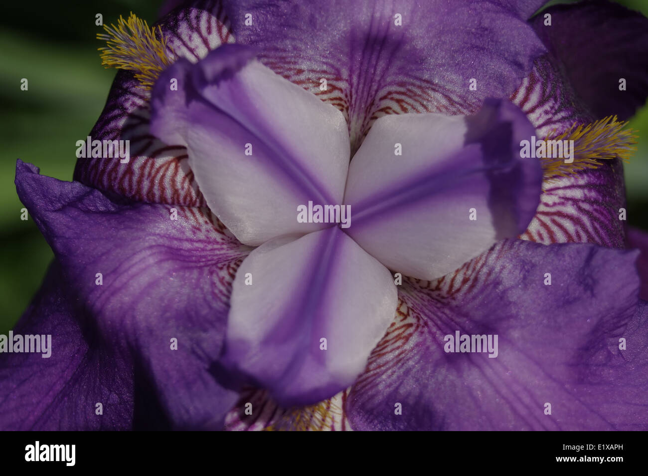Blossoming Purple Blood Iris (Iris Sanguinea) - macro Stock Photo
