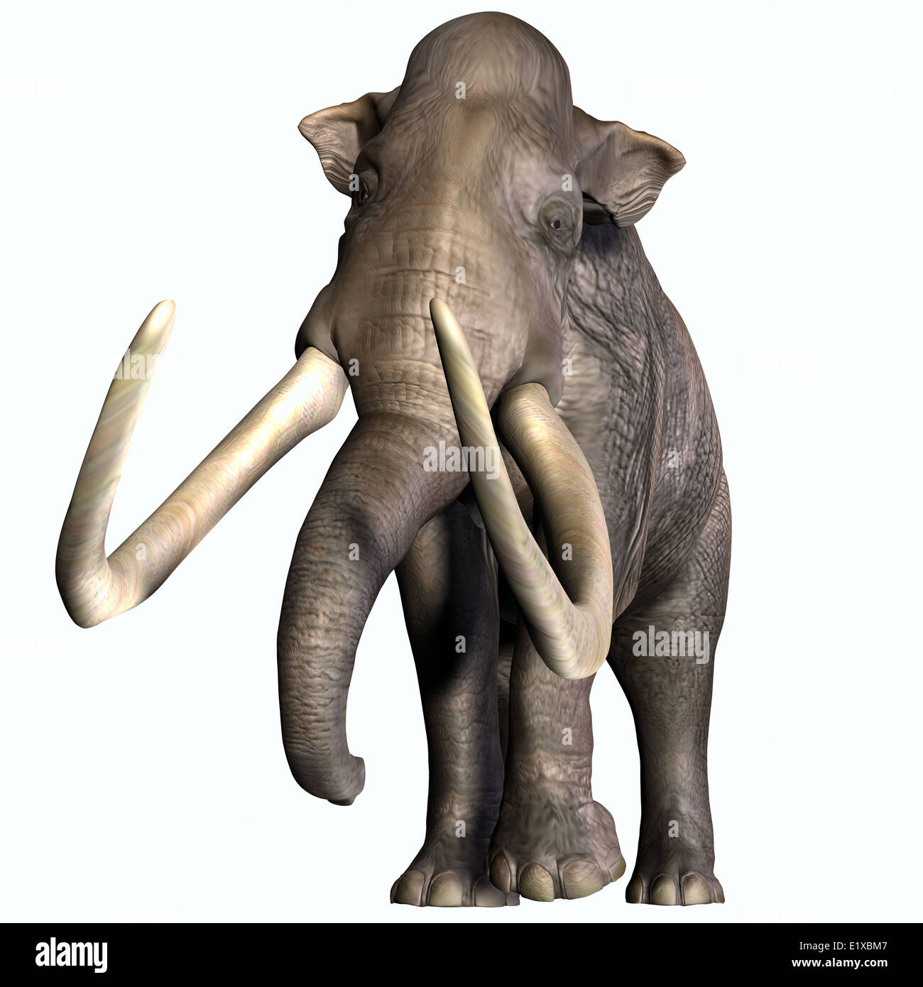 The Columbian Mammoth lived during the Quaternary Period of North and Middle America. Stock Photo