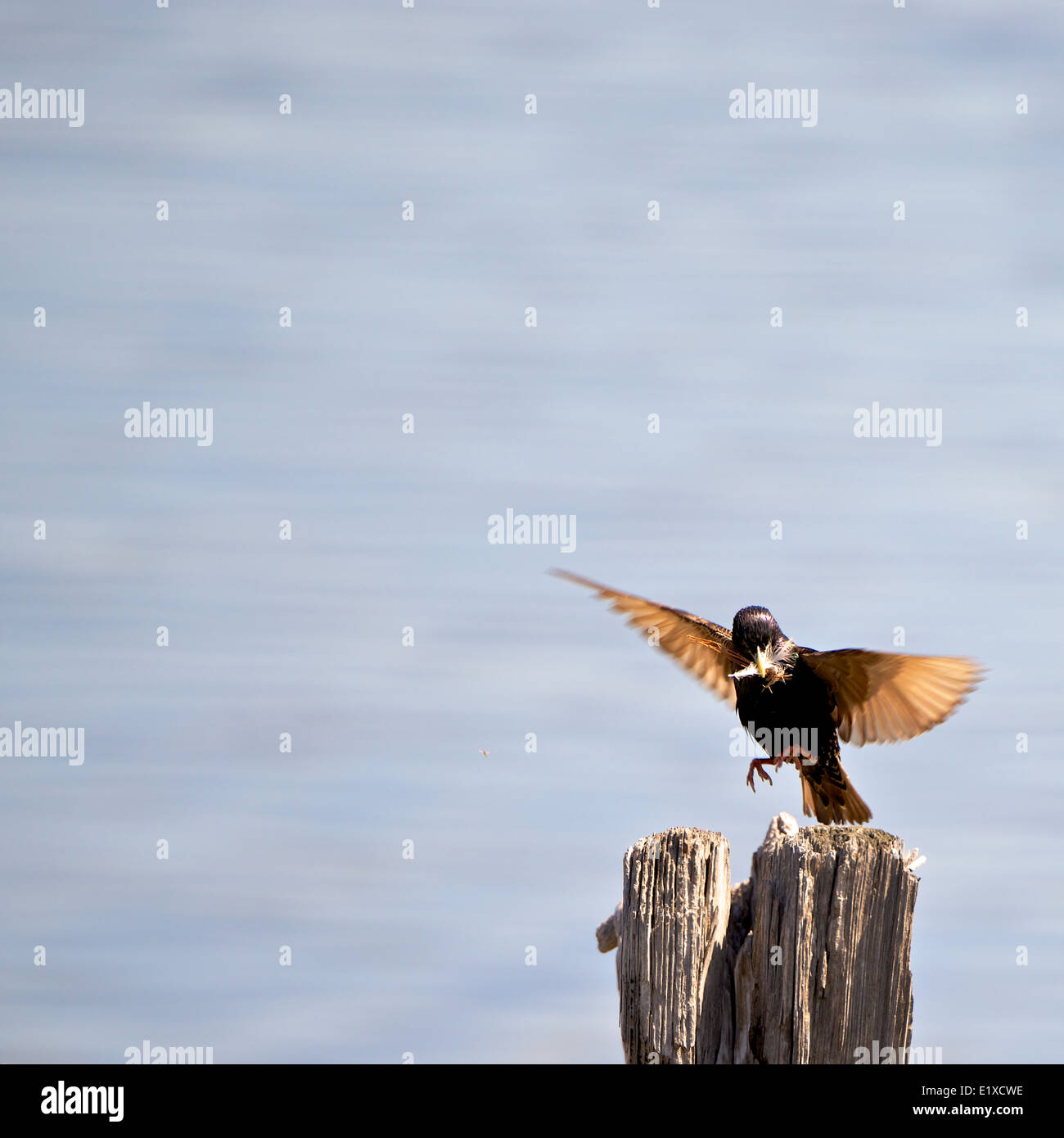 Bird carrying a building material to build a nest. Stock Photo