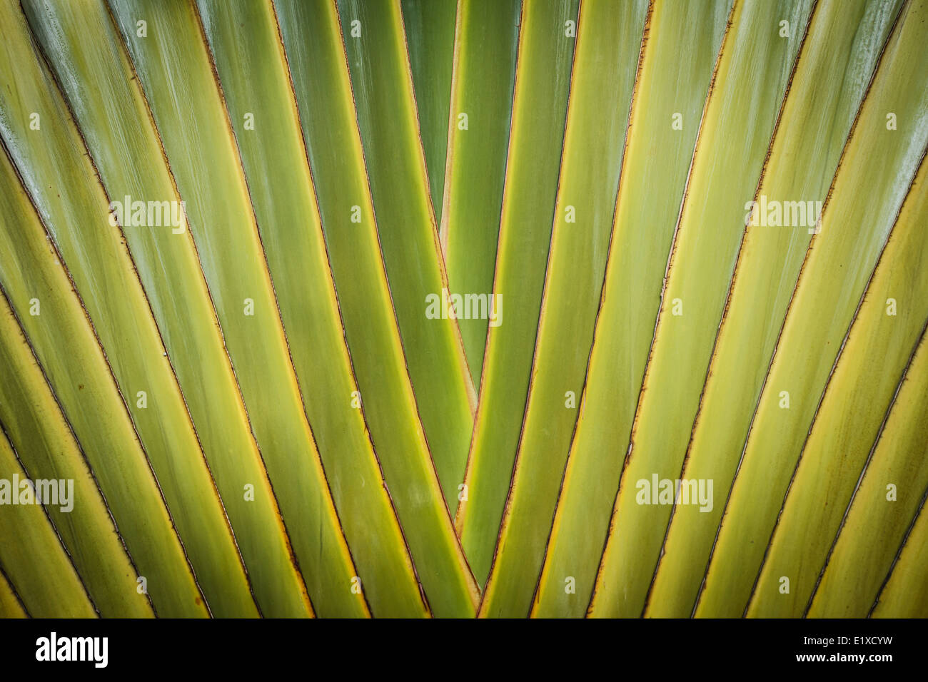 Abstract of banana body Stock Photo Alamy