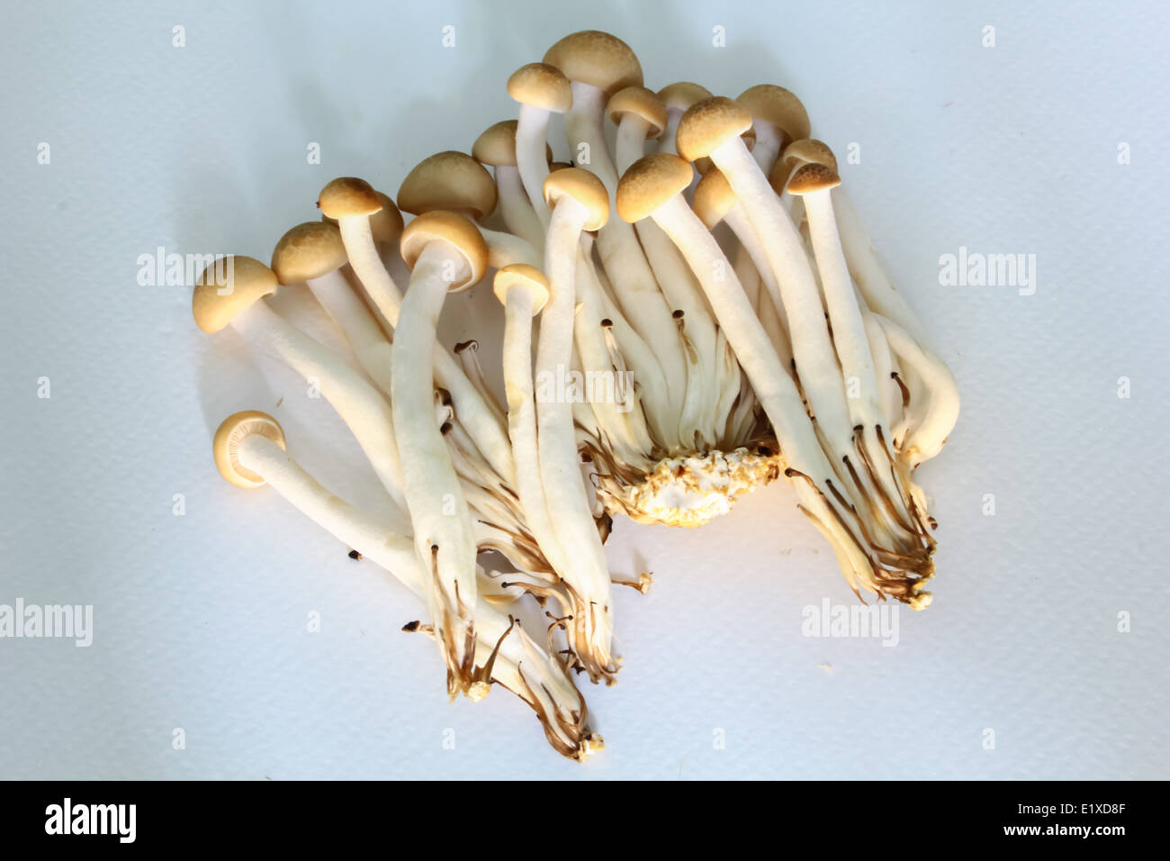 Mushrooms for cooking Stock Photo - Alamy