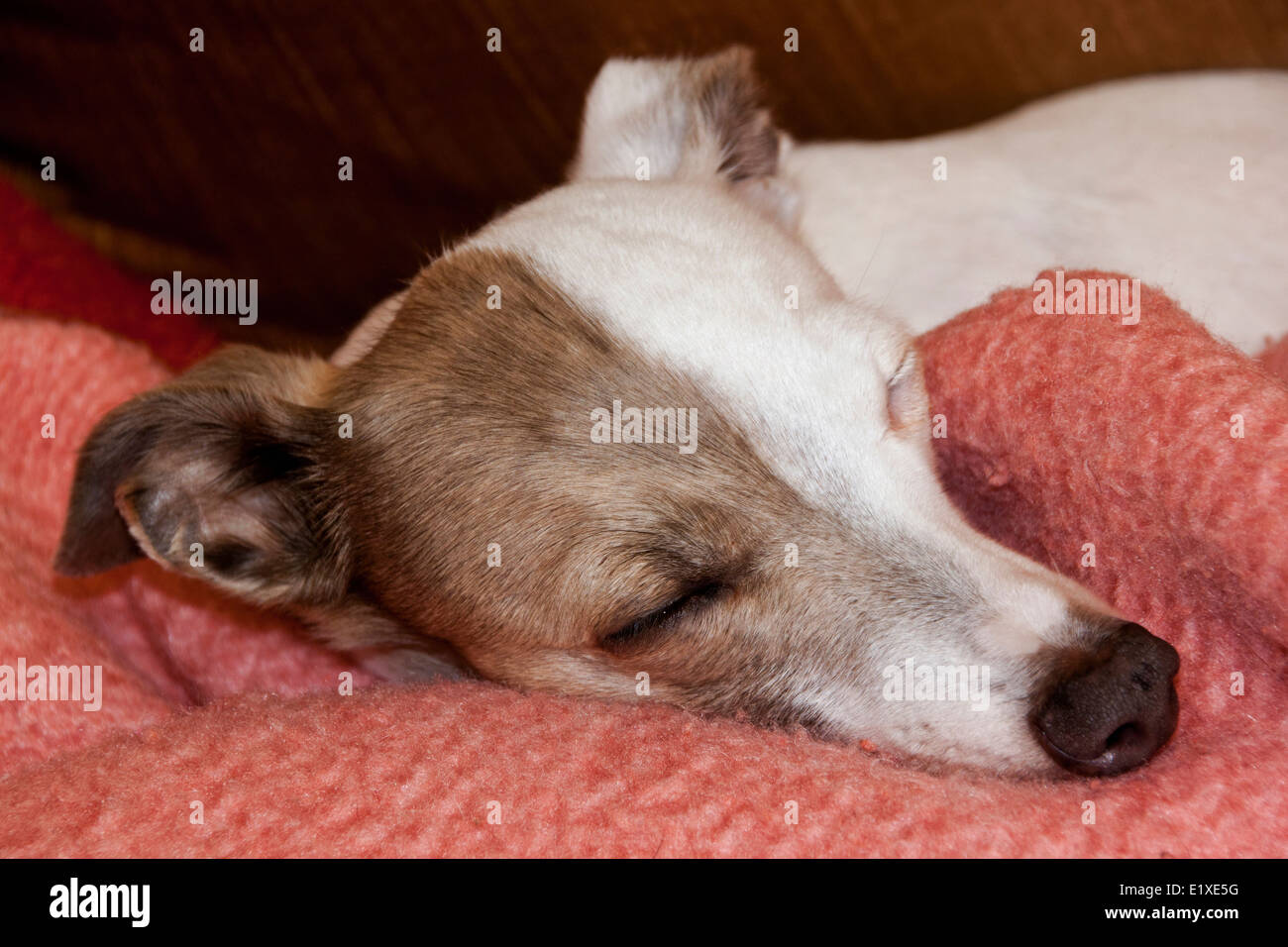Fragile breed hires stock photography and images Alamy