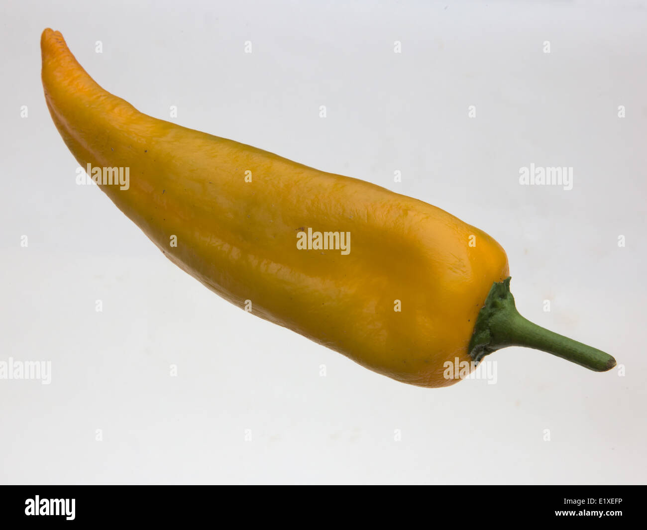 Capsicum annuum var. annuum (Grossum Group) 'Corno Di Toro Giallo' white background studio shot Stock Photo