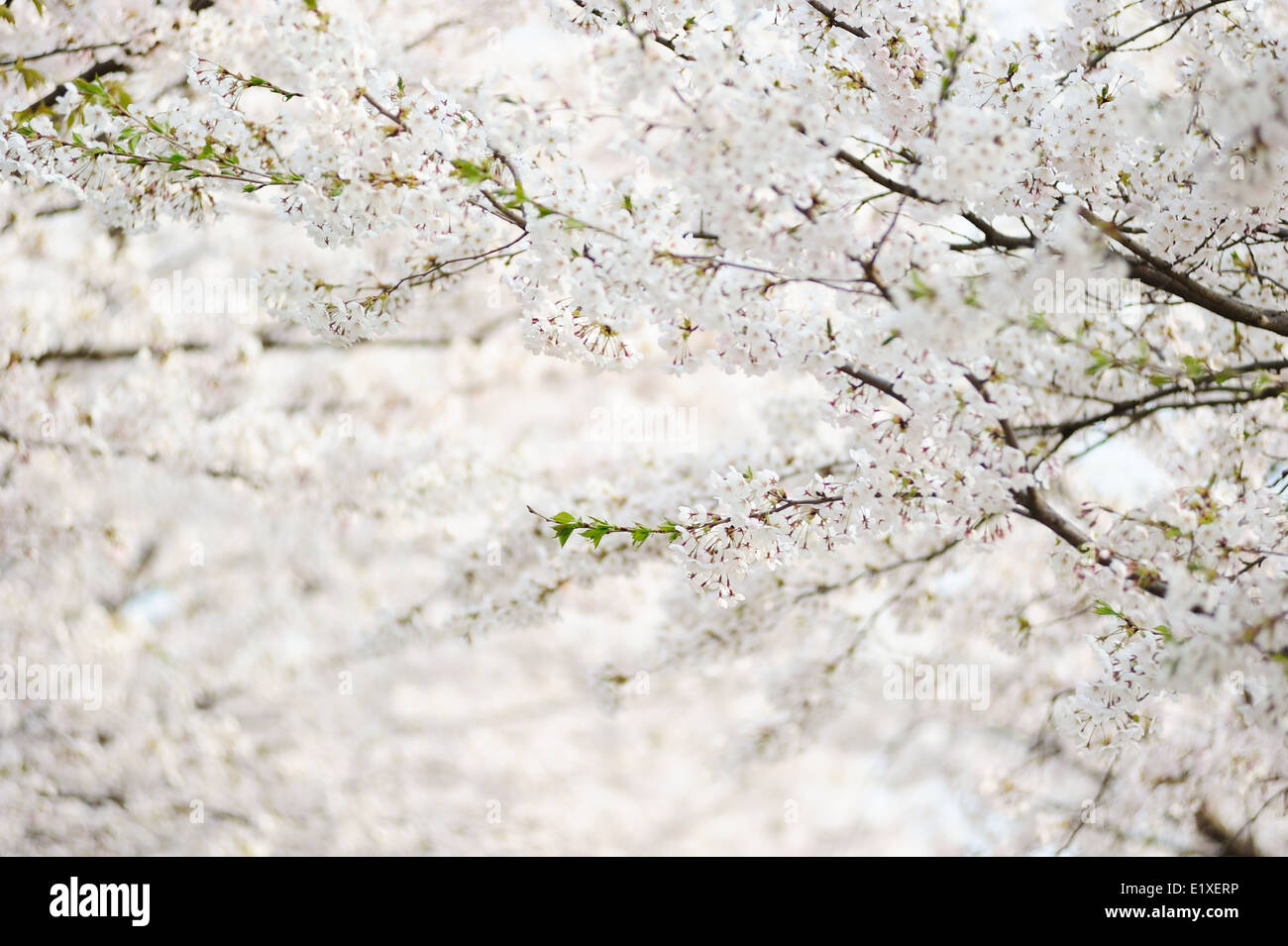 fresh Korean cherry blossoms in full bloom Stock Photo