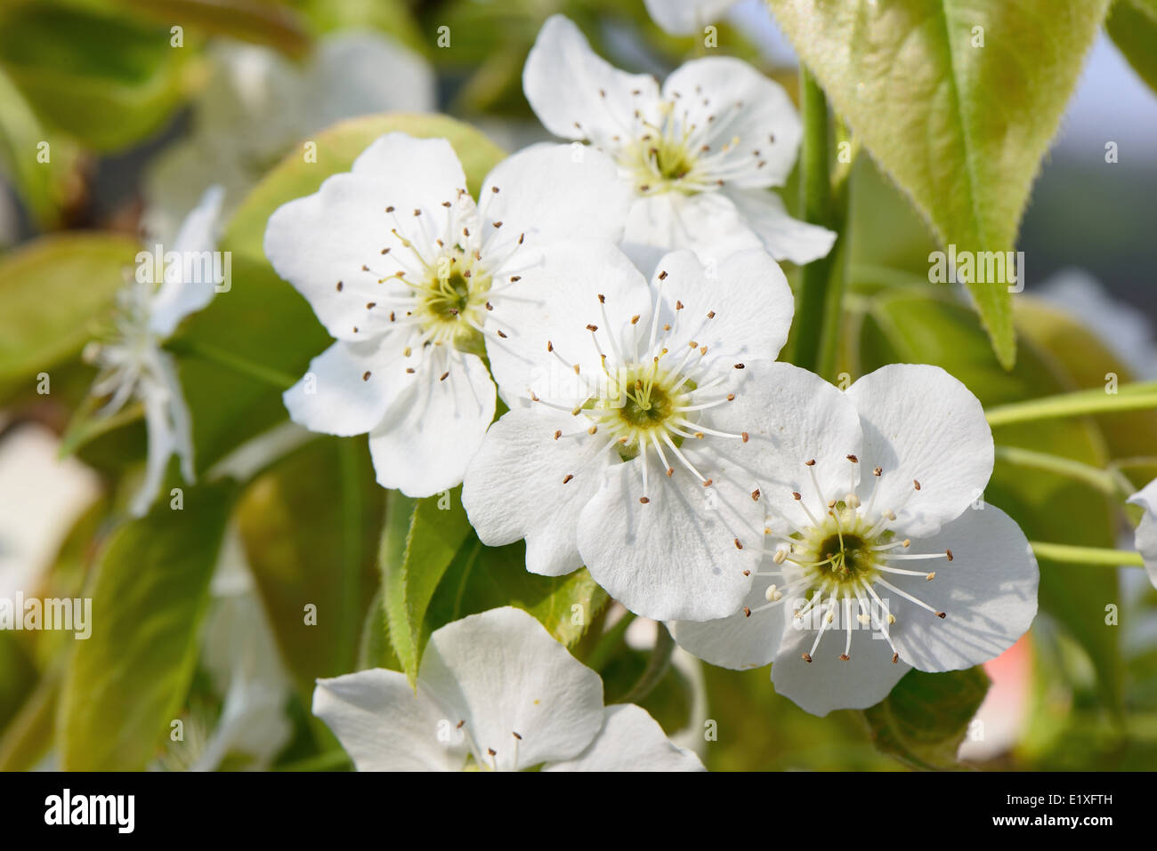 Pear bloom white flowers hi-res stock photography and images - Alamy