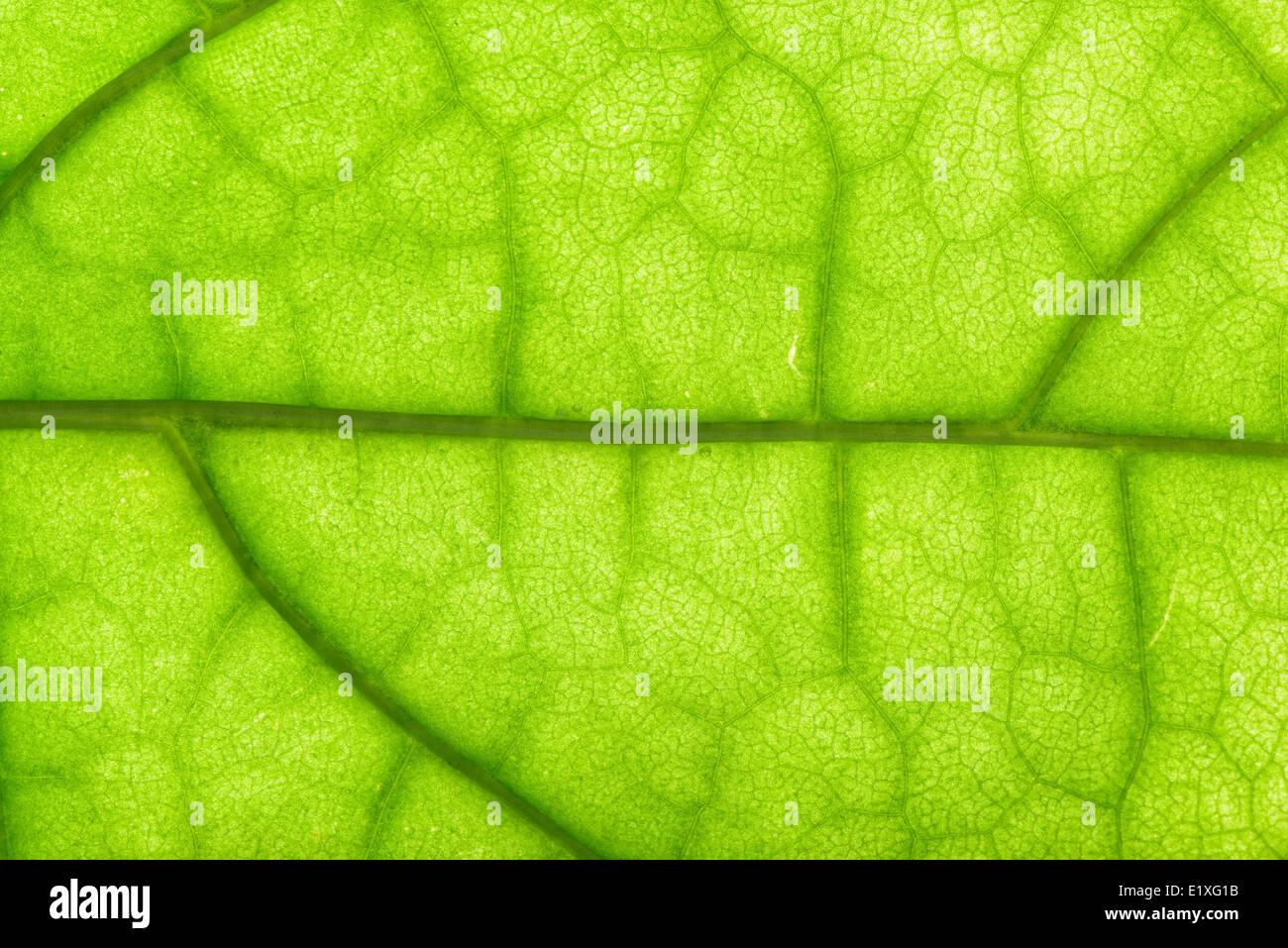 closeup of clerodendrum leaf on back light Stock Photo