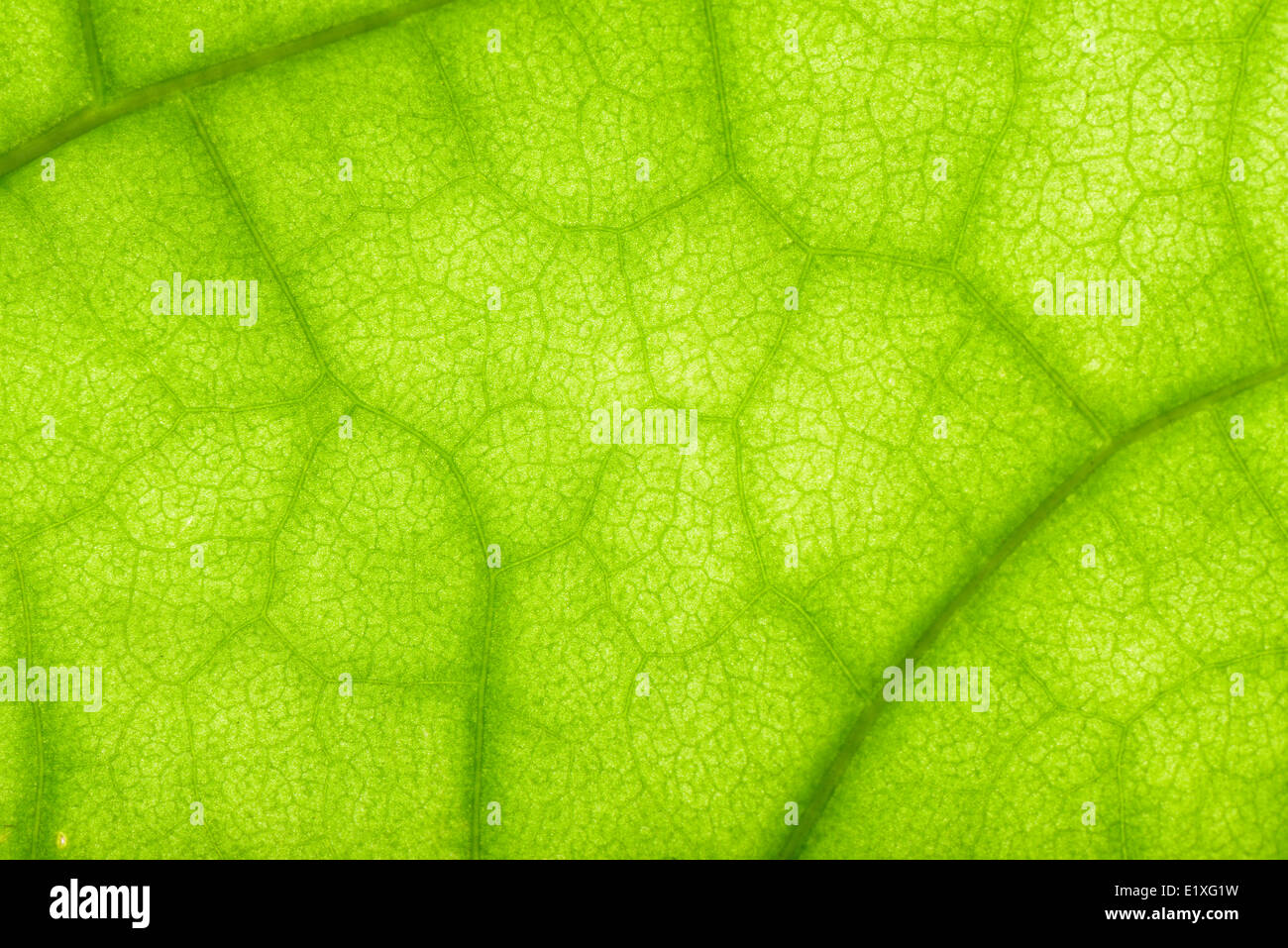 closeup of clerodendrum leaf on back light Stock Photo