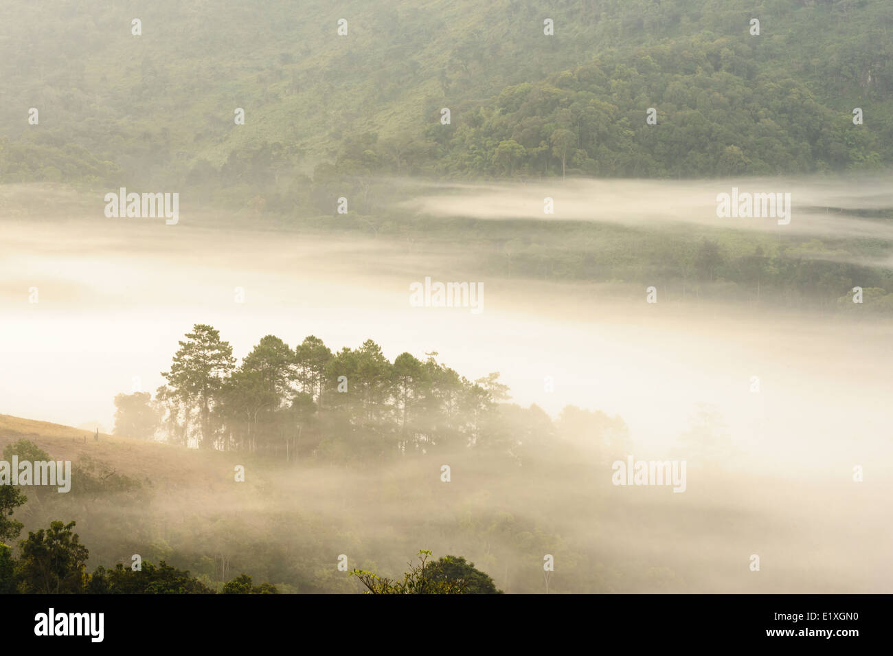 Tropical forest mist in thailand. Stock Photo