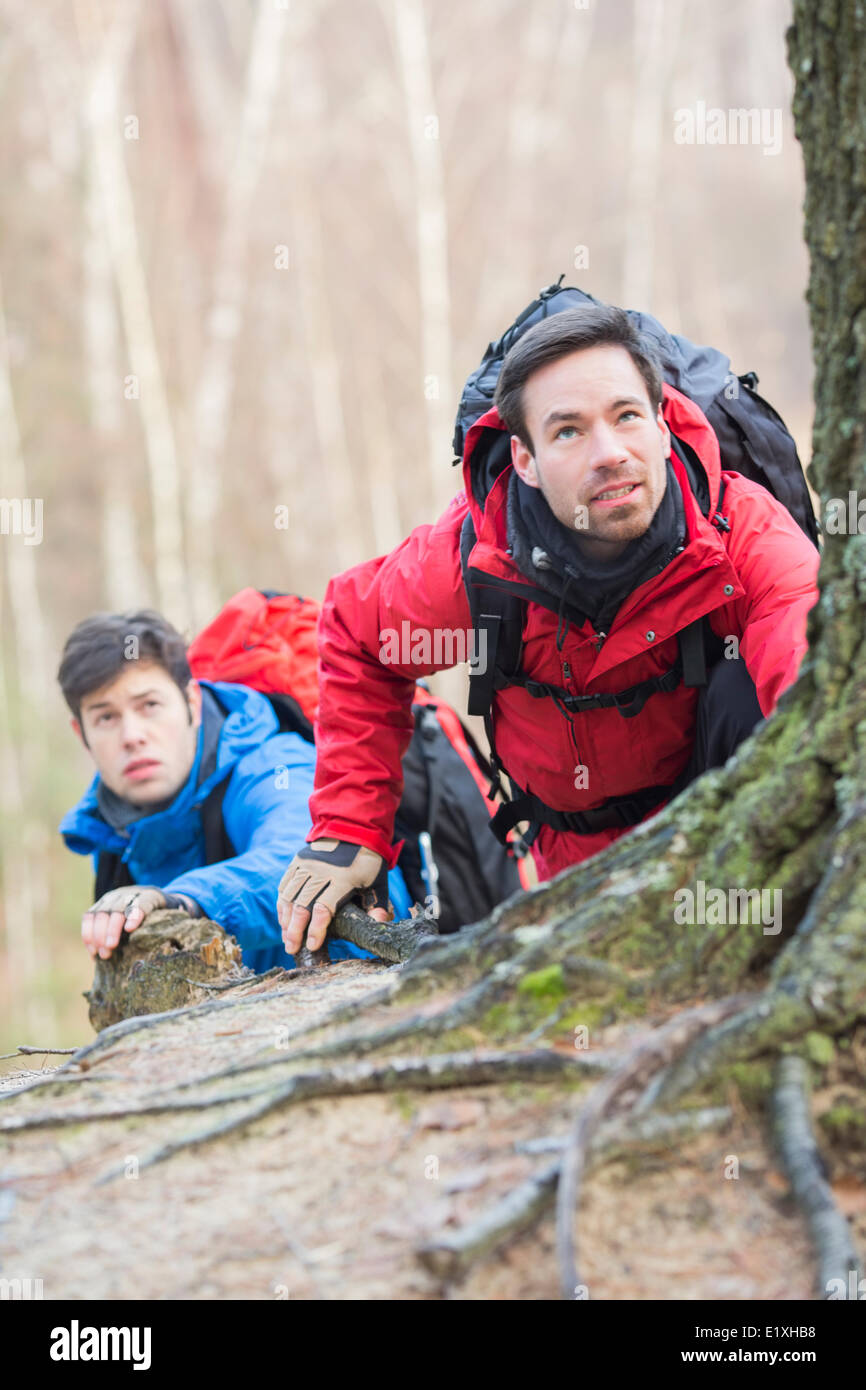 Male hikers trekking in forest Stock Photo