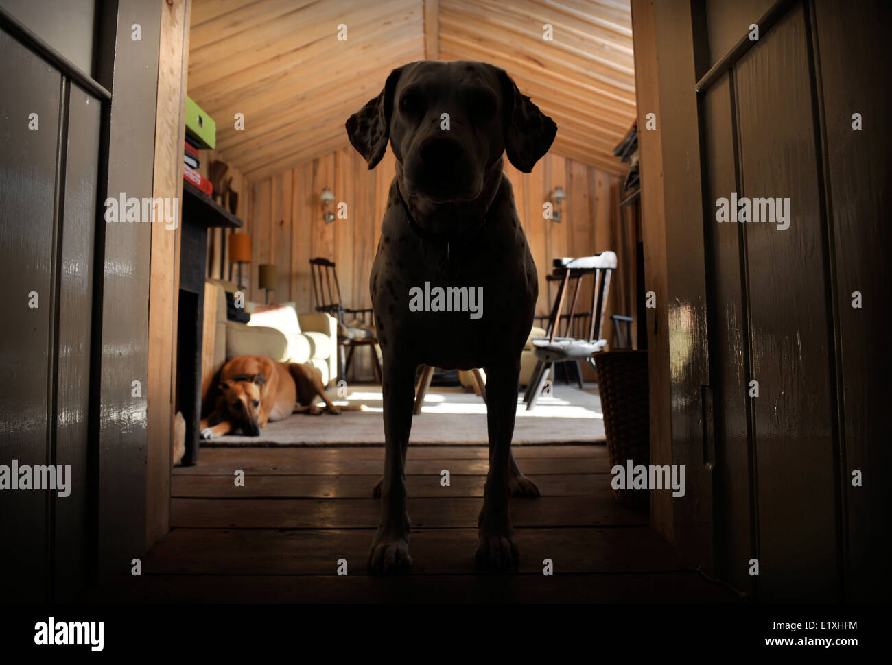 A log cabin style room with solid fuel stove and pet dogs UK Stock Photo