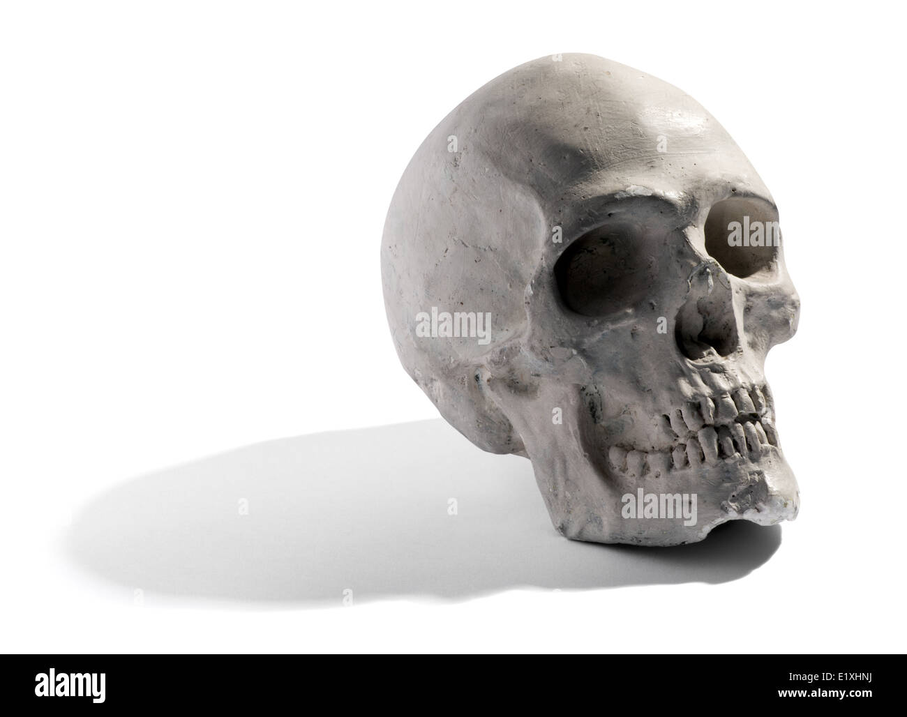 Model of a human skull Stock Photo