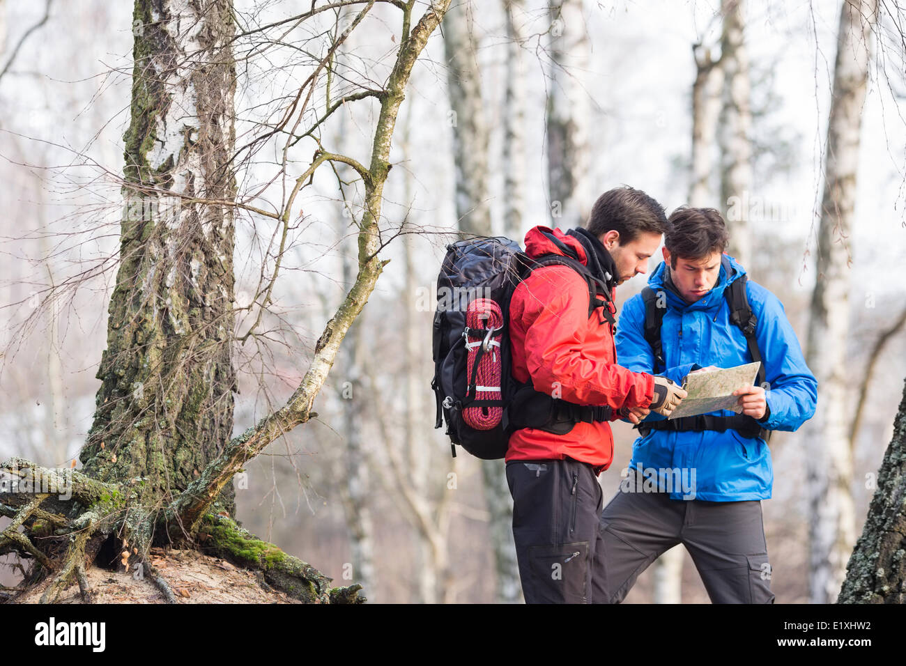 Male backpackers reading map in forest Stock Photo