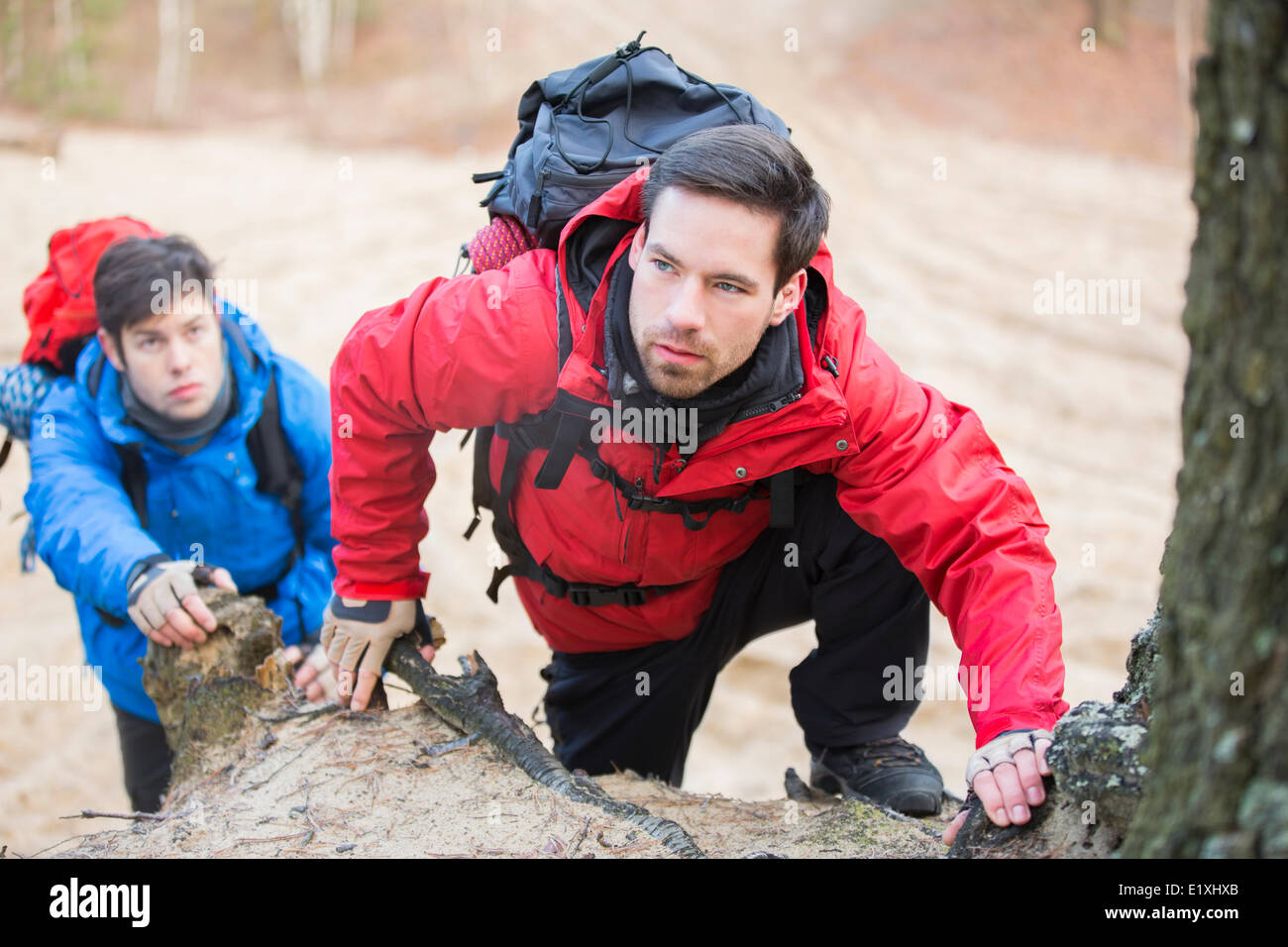 Young backpackers hiking in forest Stock Photo