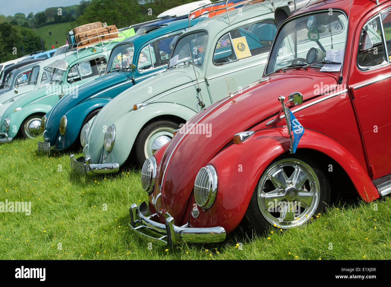 Line of Classic VW Beetle cars. Front ends at a VW show. Stoner Park, Oxfordshire, England Stock Photo