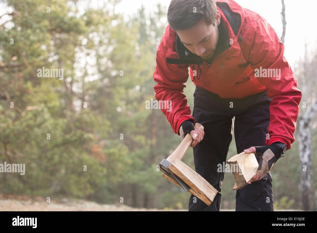 Male hiker cutting firewood in forest Stock Photo