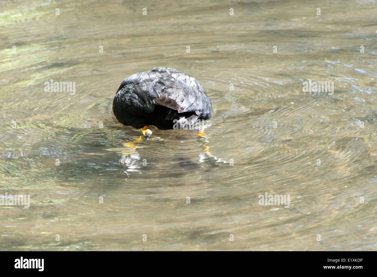 Adult Coot feeding Stock Photo Alamy