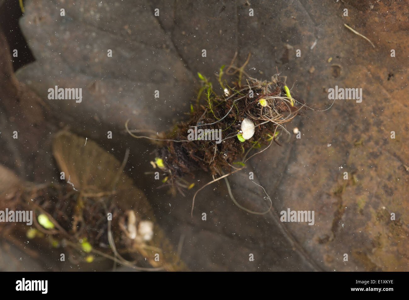 Cases of insect caddis fly made from cut leaves and organic materials