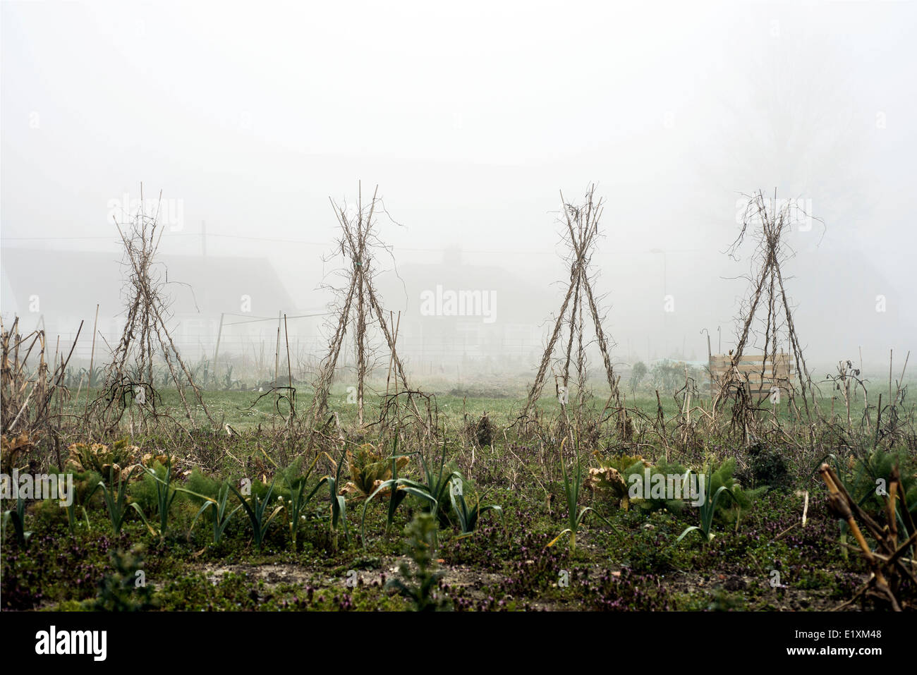 The allotment Stock Photo