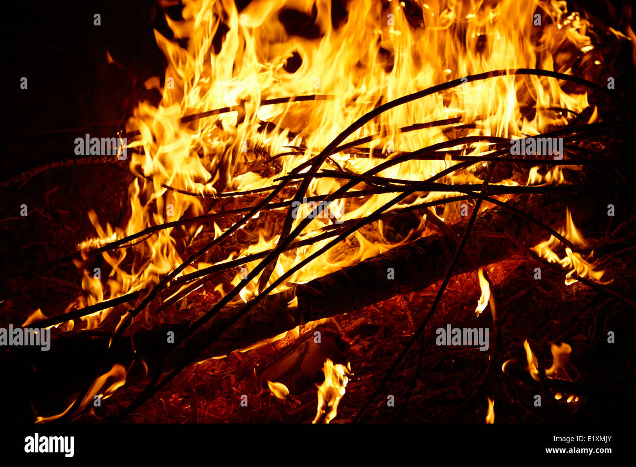 burning eucalyptus wood in an intense camp fire los pellines chile