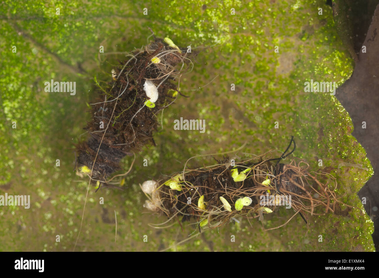 Cases of insect caddis fly made from cut leaves and organic materials so blending in with the background in still water pond Stock Photo