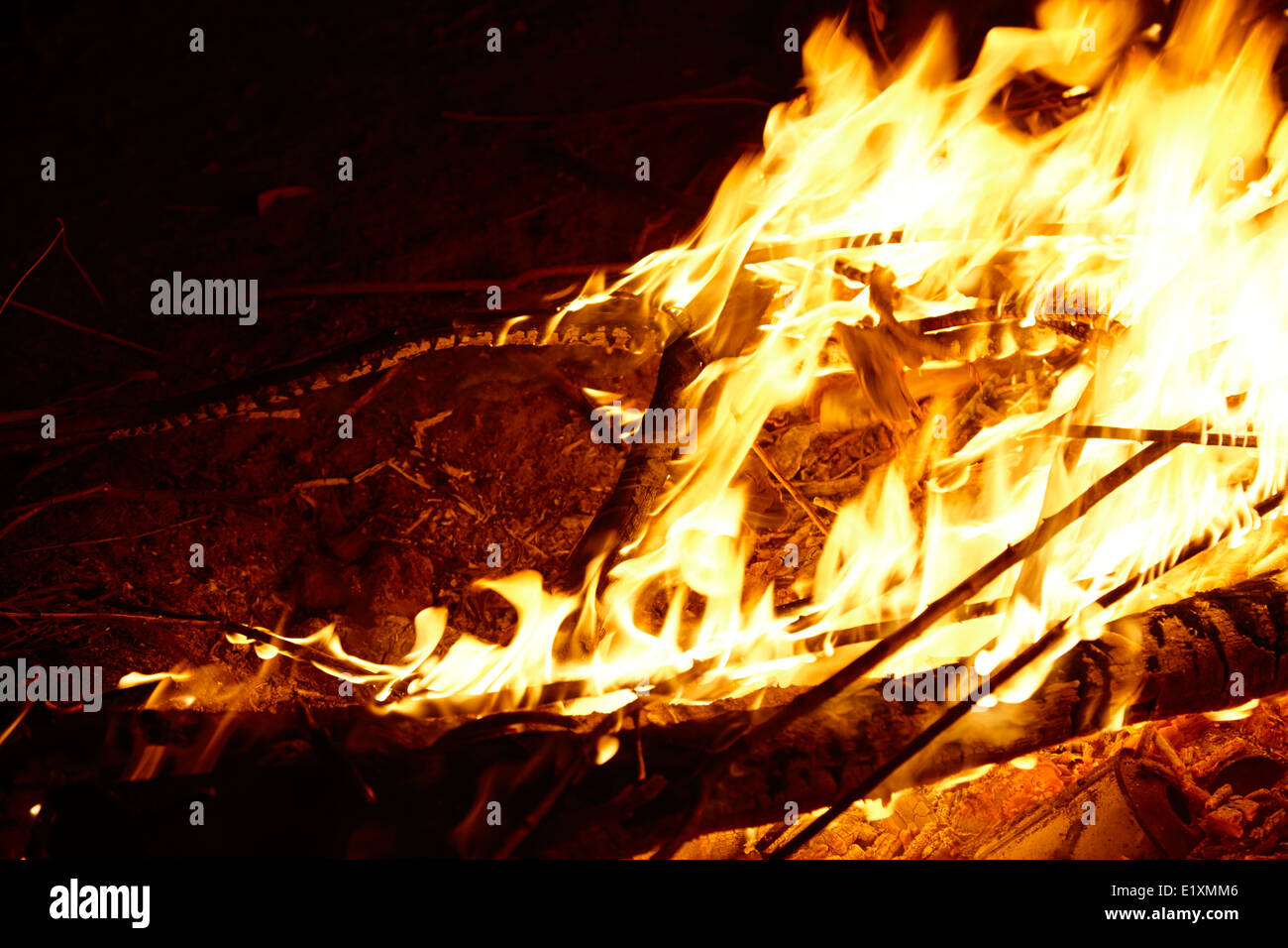 burning eucalyptus wood in an intense camp fire los pellines chile