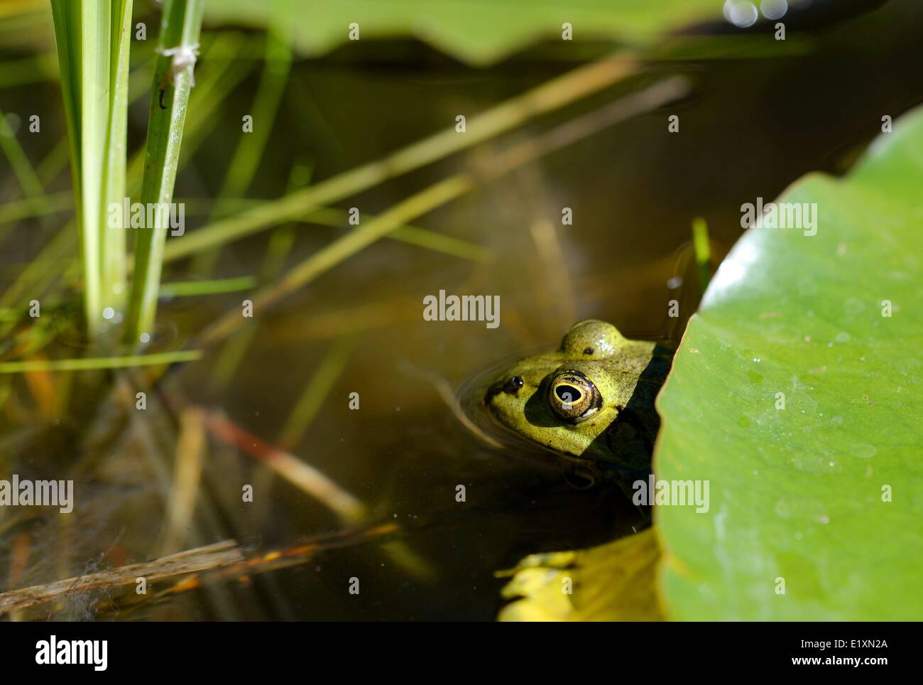 A frog in a garden in germany, 06. June 2014. Photo: Frank May Stock Photo