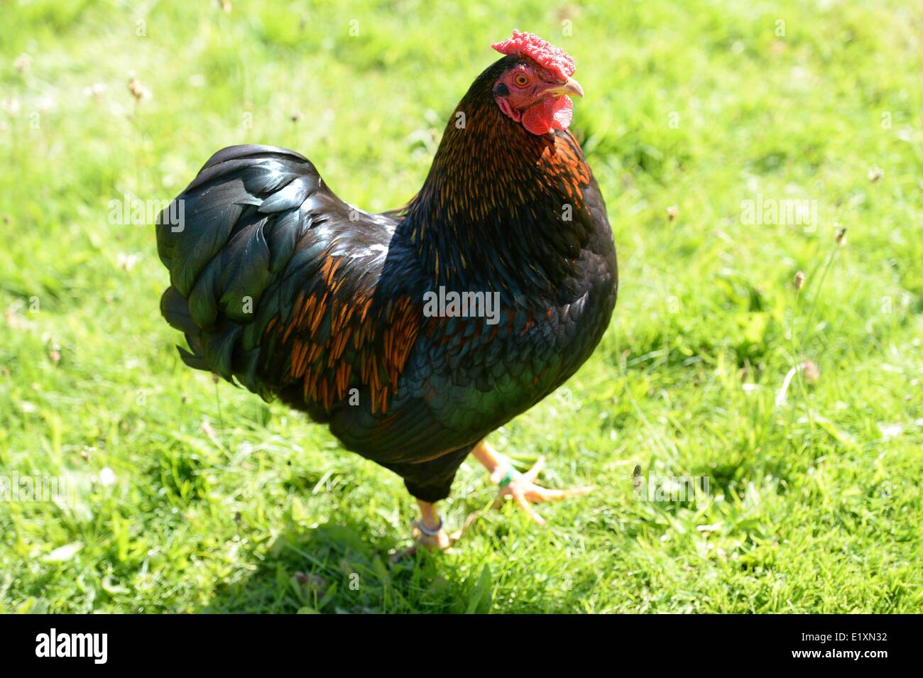 A hen in a garden in germany, 06. June 2014. Photo: Frank May Stock Photo