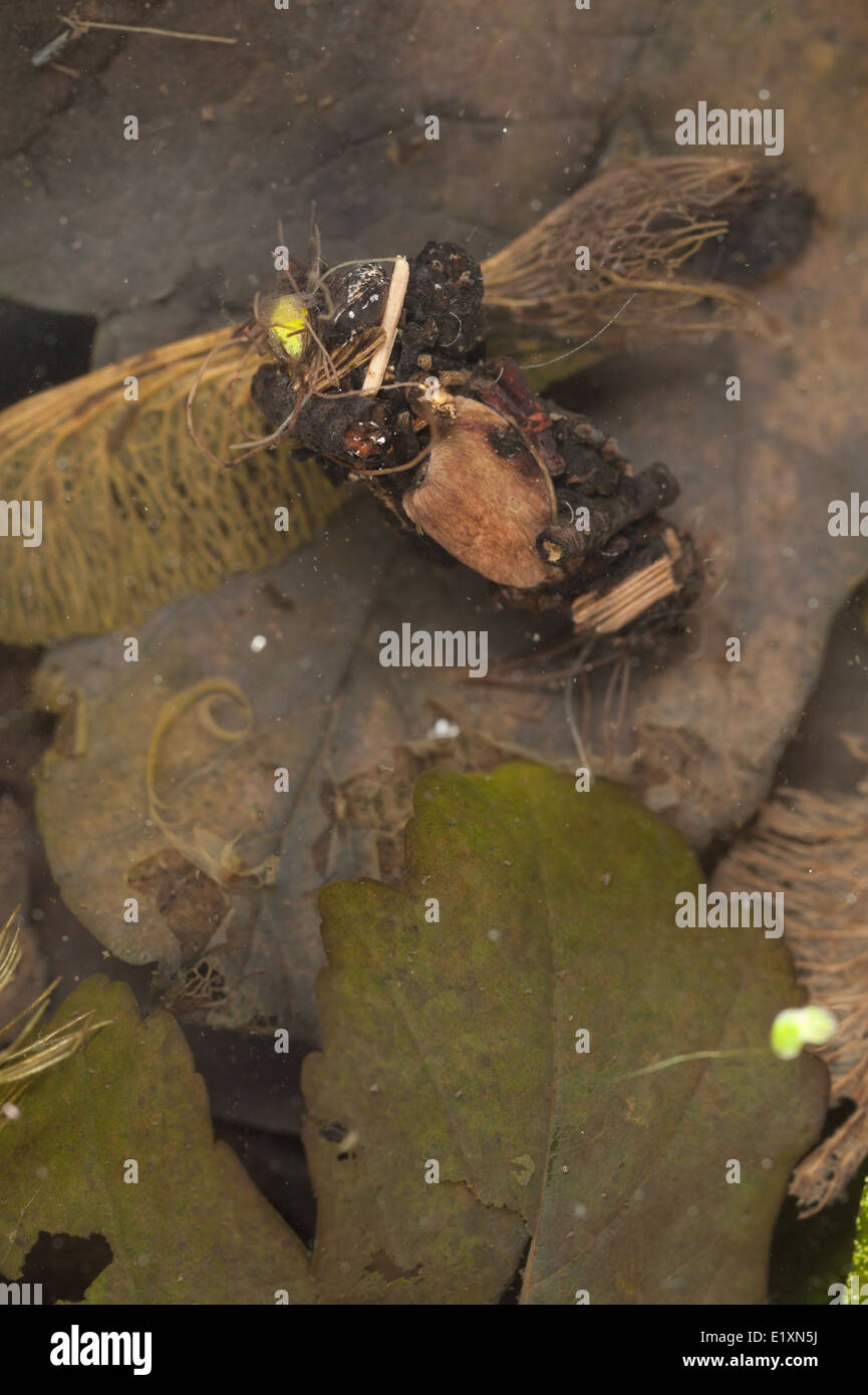 Cases of insect caddis fly made from cut leaves and organic materials