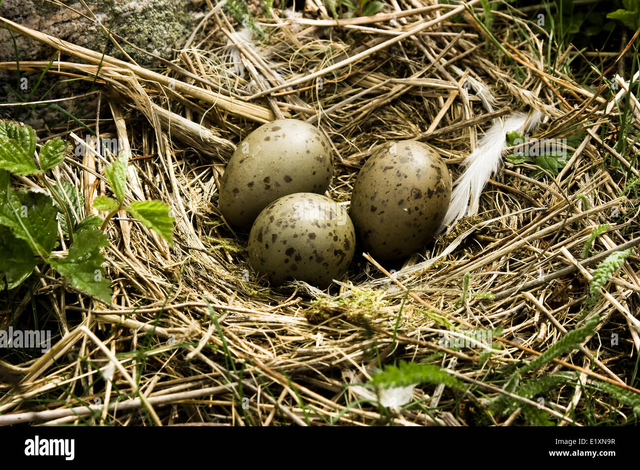 Camouflage egg hires stock photography and images Alamy