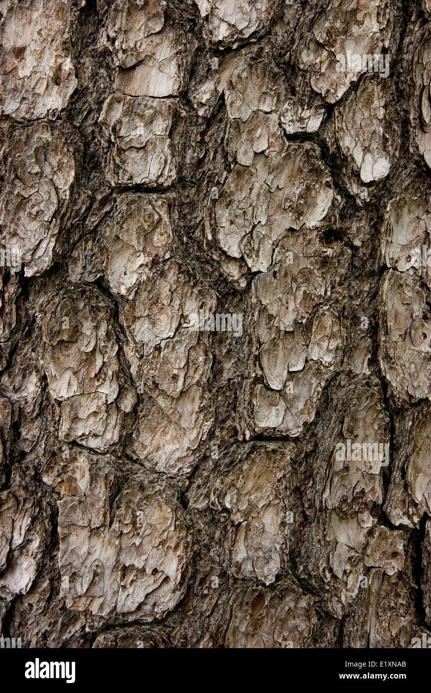 textural bark Stock Photo