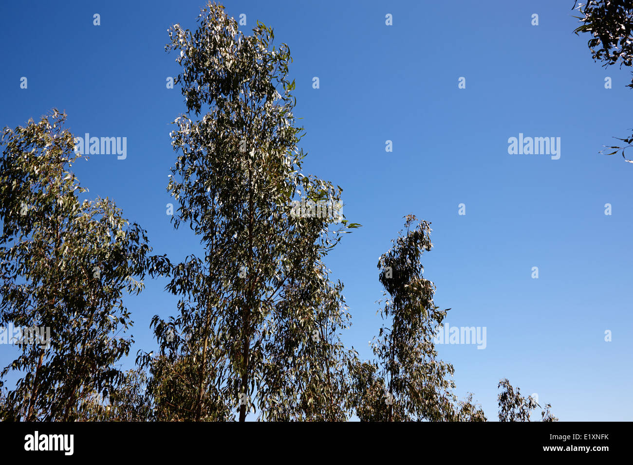 eucalyptus forest los pellines chile Stock Photo