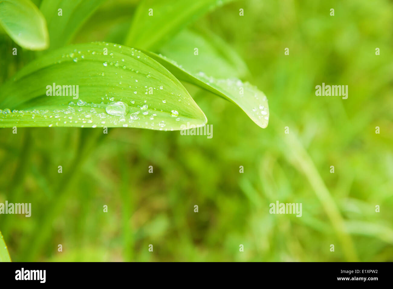 Savage leaves hi-res stock photography and images - Alamy