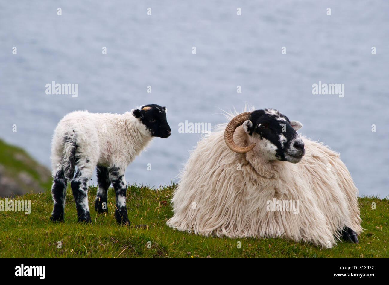 Irish black face sheep with lamb coast sea cliffs Stock Photo Alamy