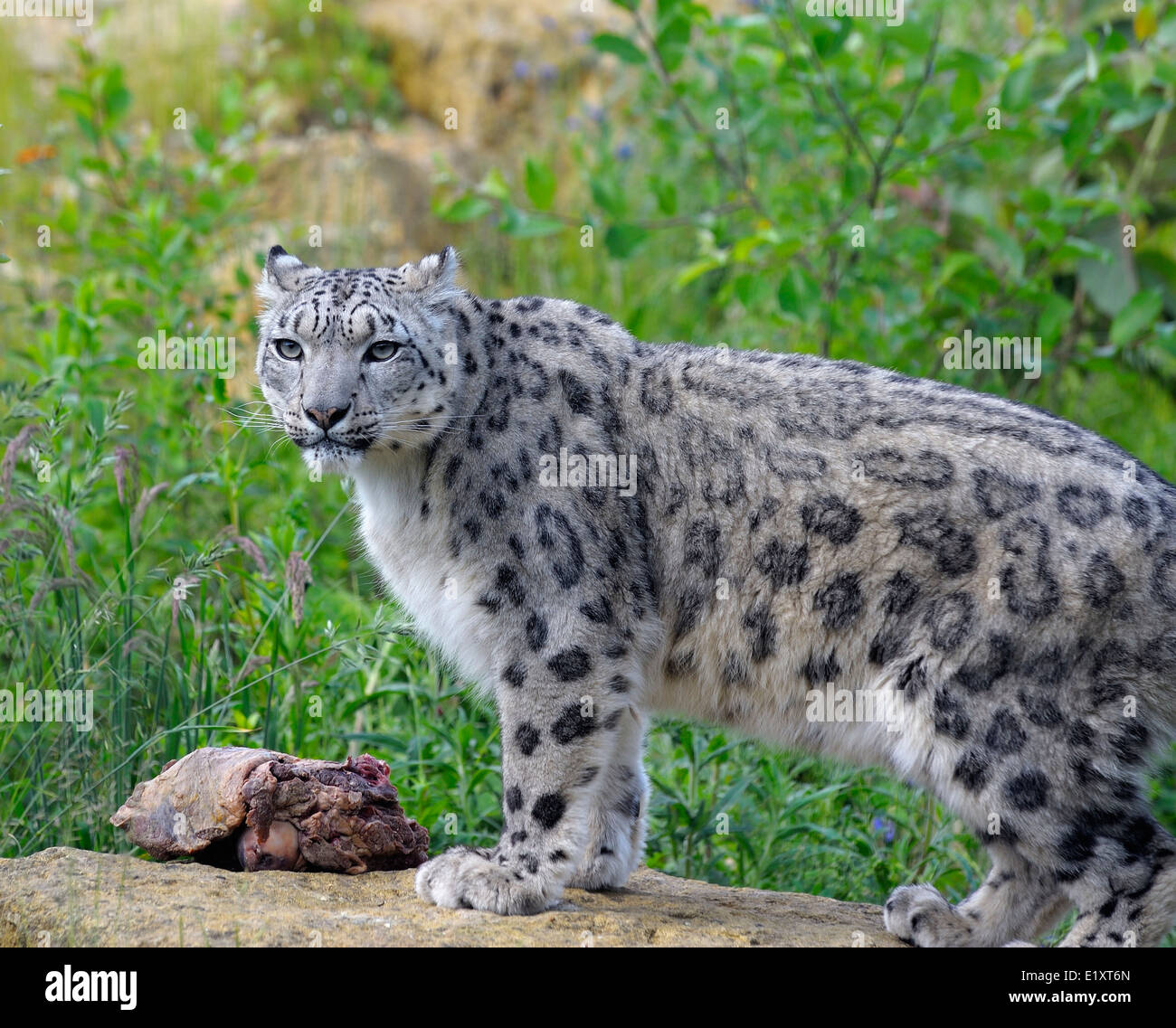 Snow Leopard at Twycross zoo England UK Stock Photo - Alamy