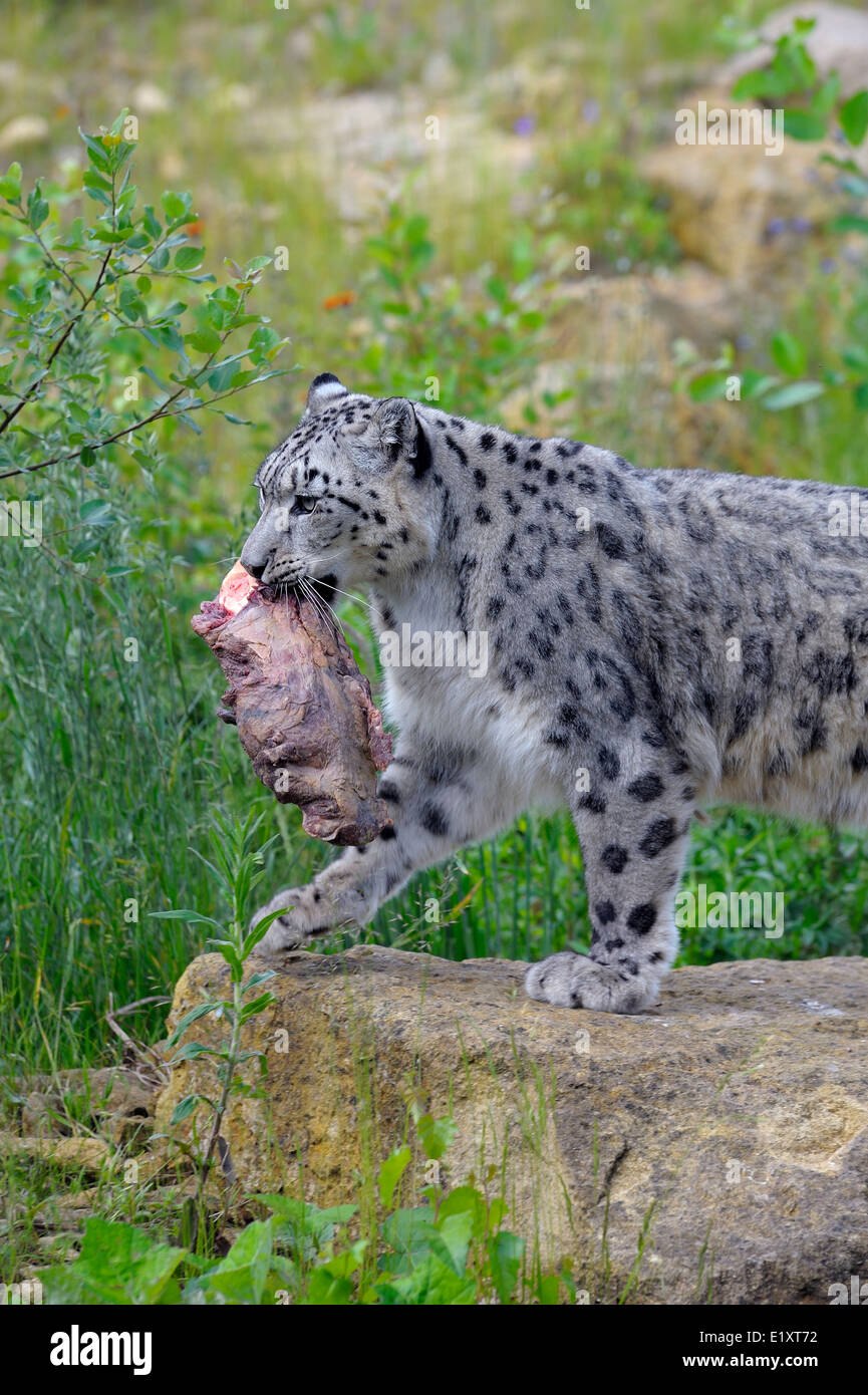 Snow Leopard at Twycross zoo England UK Stock Photo