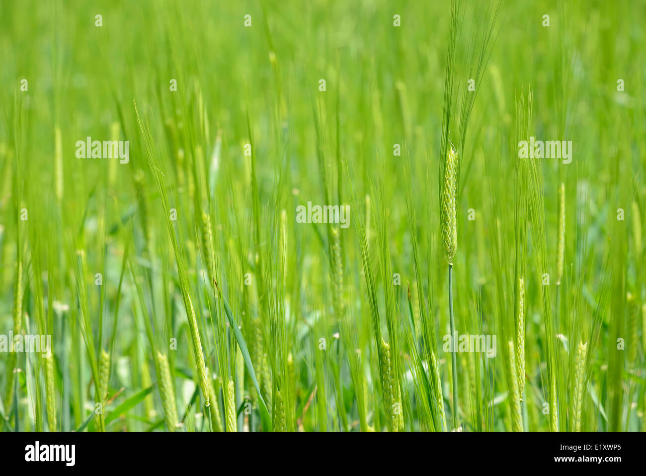 closeup of unripe green barley in spring Stock Photo