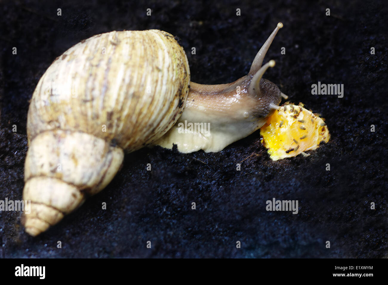 Snail eating orange Stock Photo Alamy