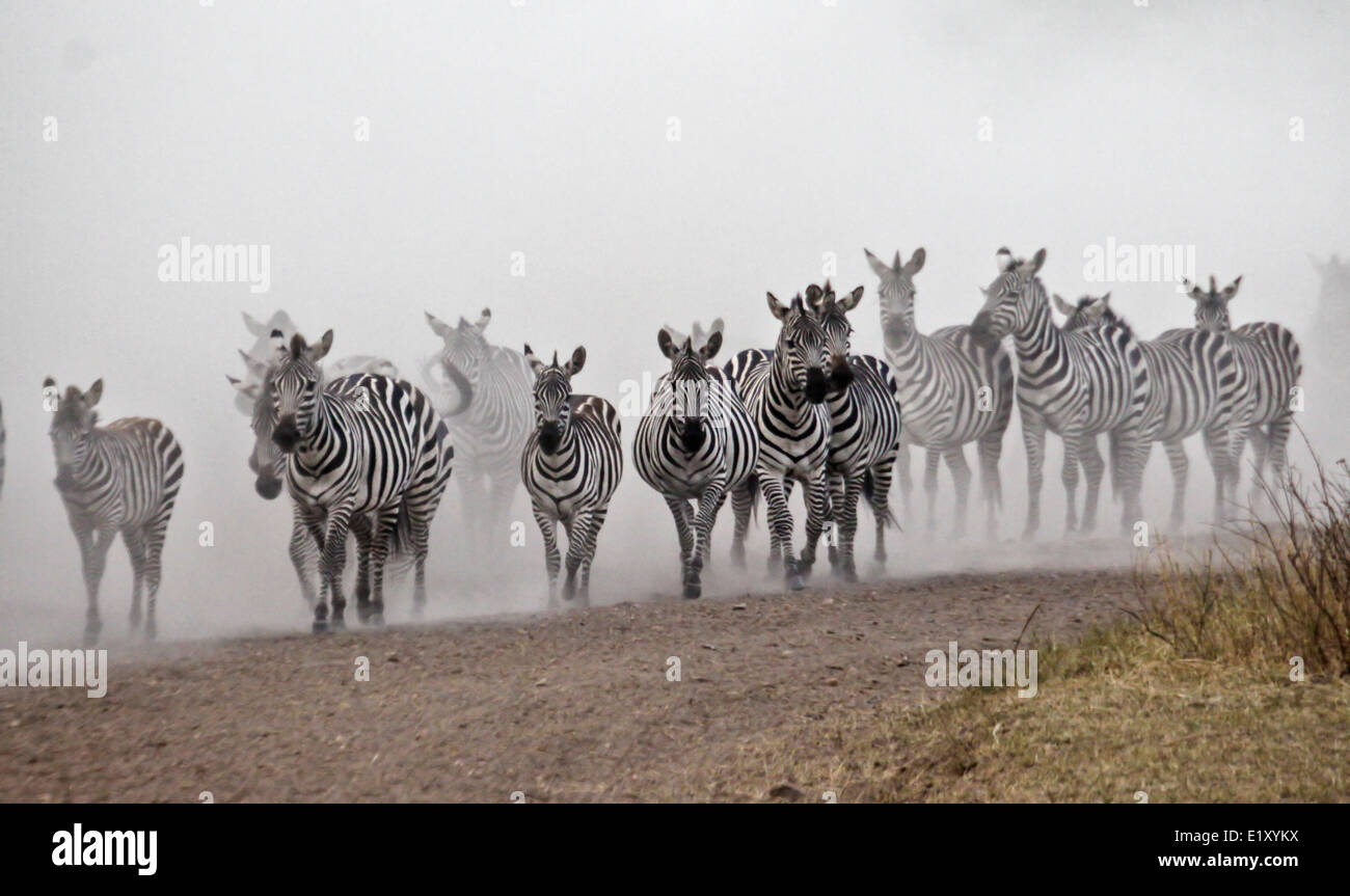 Annual migration of over one million Blue Wildebeest (Connochaetes taurinus) and 200,000 zebras Stock Photo
