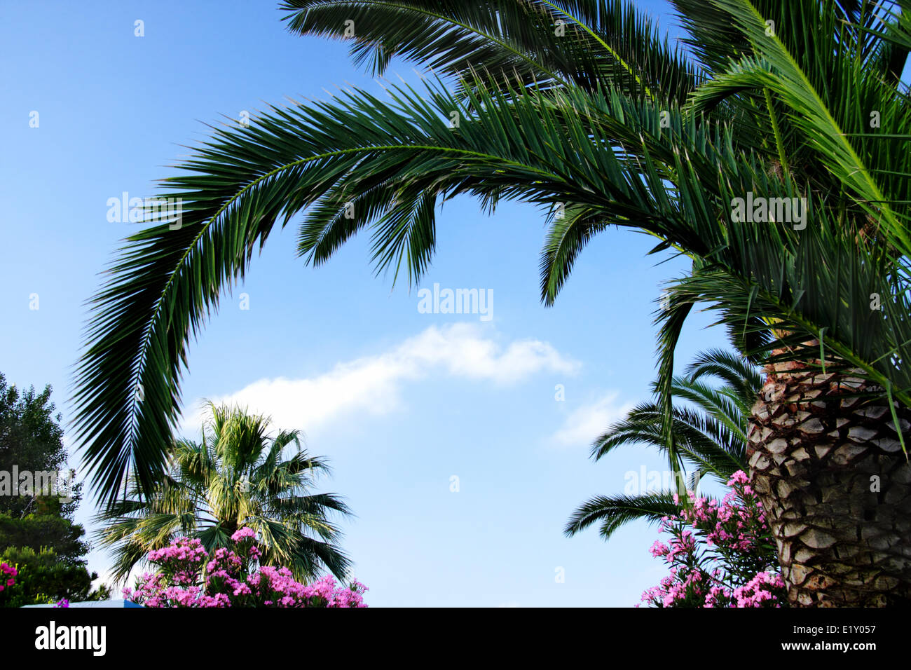 Blue sky and palm leaf Stock Photo - Alamy
