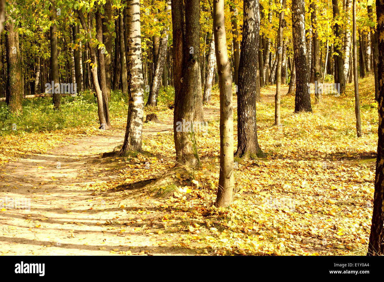Curved path in autumn forest Stock Photo